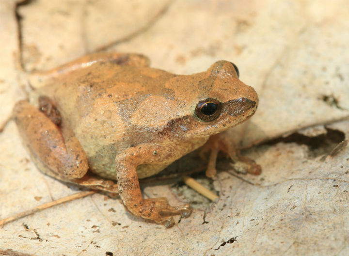 Spring Peeper